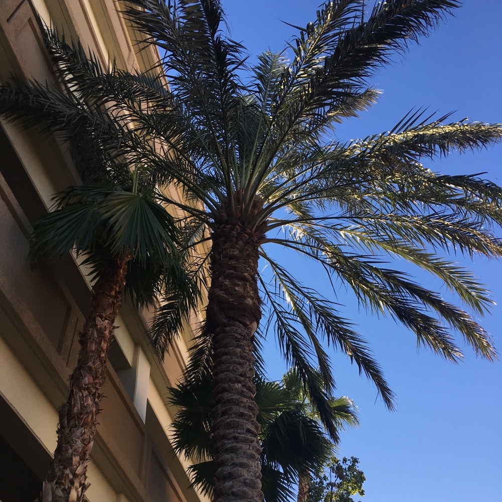 Meet your Posher, Sassy